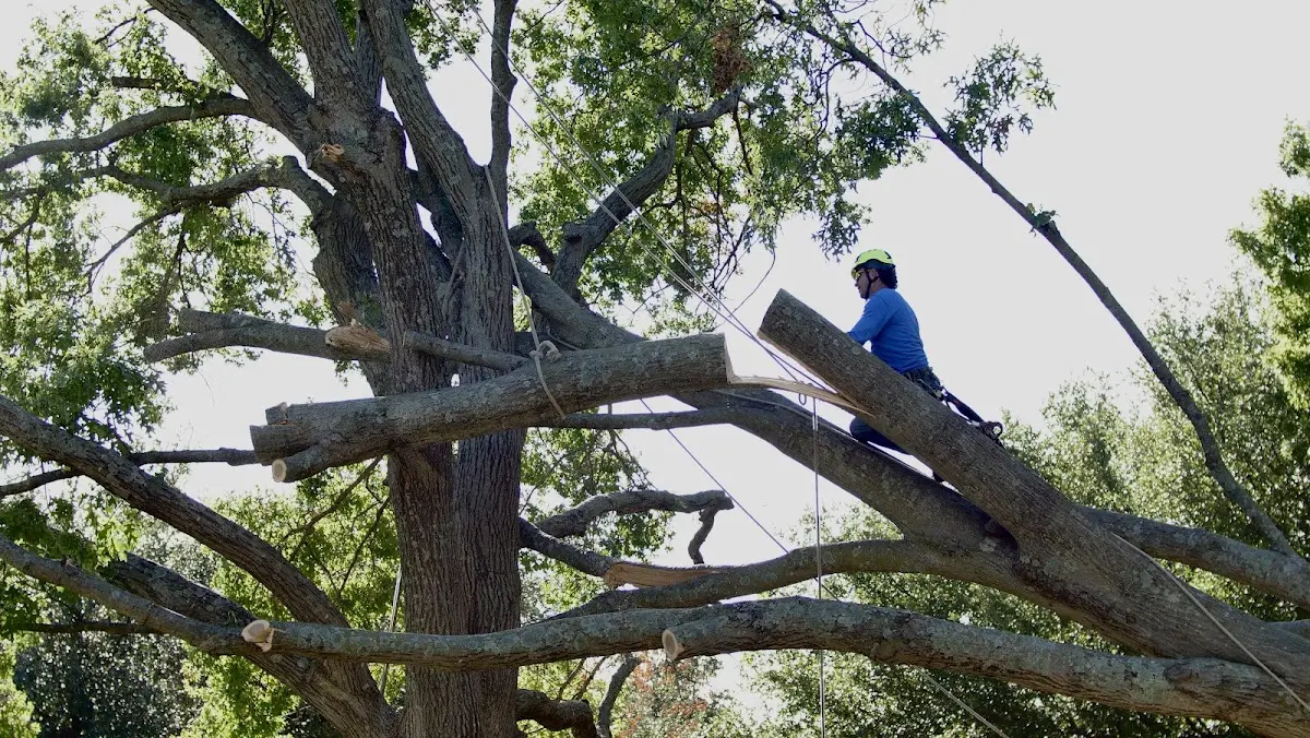Professional Crown Thinning performed by certified arborists in Rixford