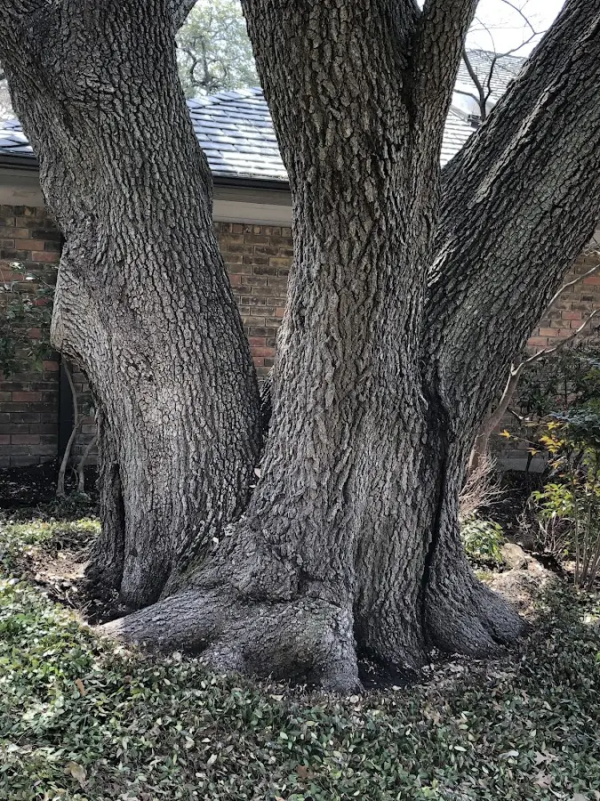 Mature heritage tree close to a Rixford property cared for by certified arborists